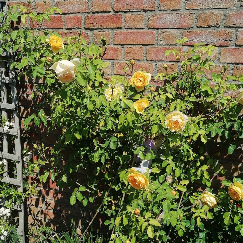 Rosier David Austin Graham Thomas  (Port)