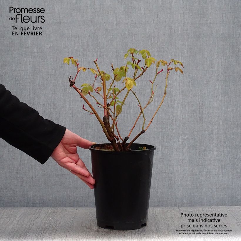 Spécimen de Rosier David Austin Graham Thomas  Pot de 4L/5L tel que livré en hiver