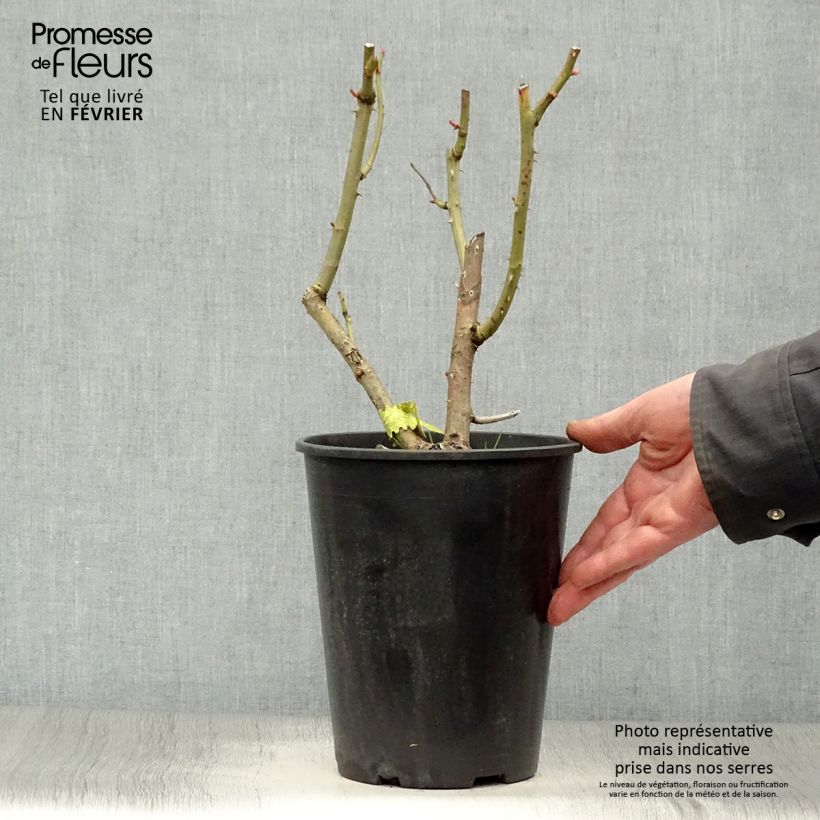 Spécimen de Rosier David Austin James Galway Pot de 4L/5L tel que livré en hiver