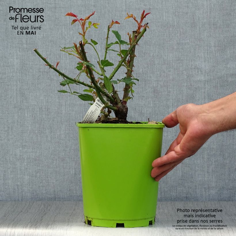 Spécimen de Rosier David Austin Jubilee Celebration  Pot de 4L/5L tel que livré au printemps