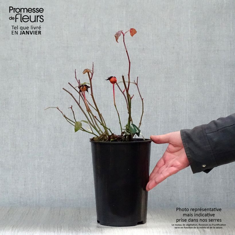 Spécimen de Rosier David Austin Lady Emma Hamilton  Pot de 4L/5L tel que livré en hiver