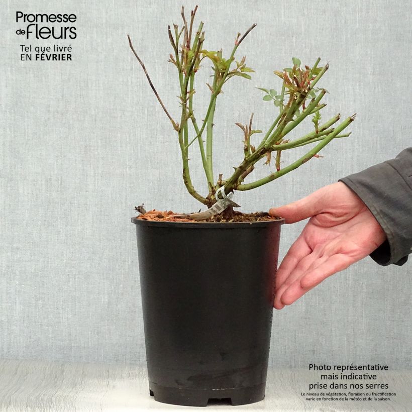 Spécimen de Rosier David Austin Molineux Pot de 4L/5L tel que livré en hiver