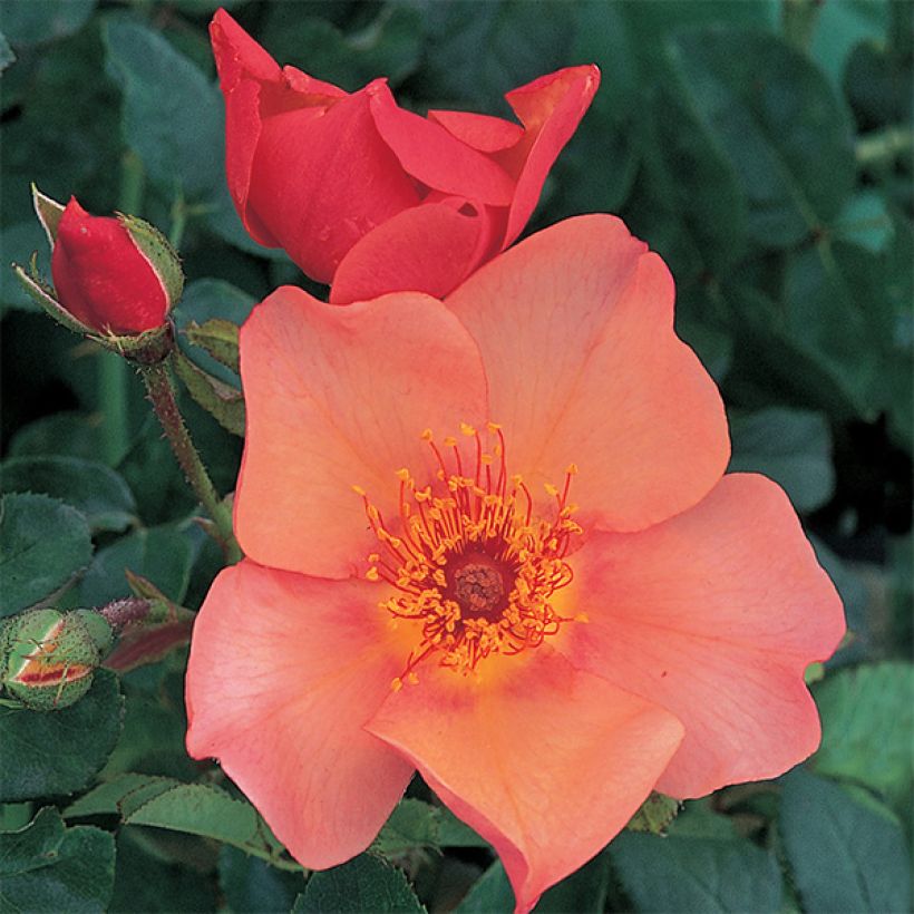 Rosier David Austin Morning Mist (Floraison)