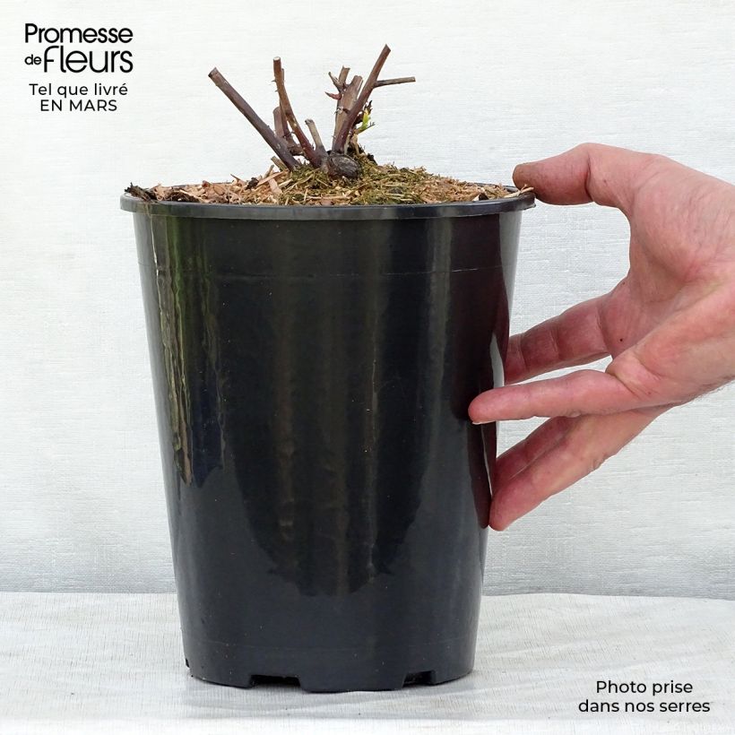 Rosa Olivia Rose Austin Vaso da 4L/5L esemplare consegnato in primavera