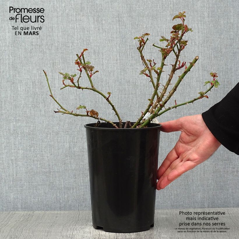 Spécimen de Rosier David Austin Princess Alexandra of Kent  Pot de 4L/5L tel que livré en hiver