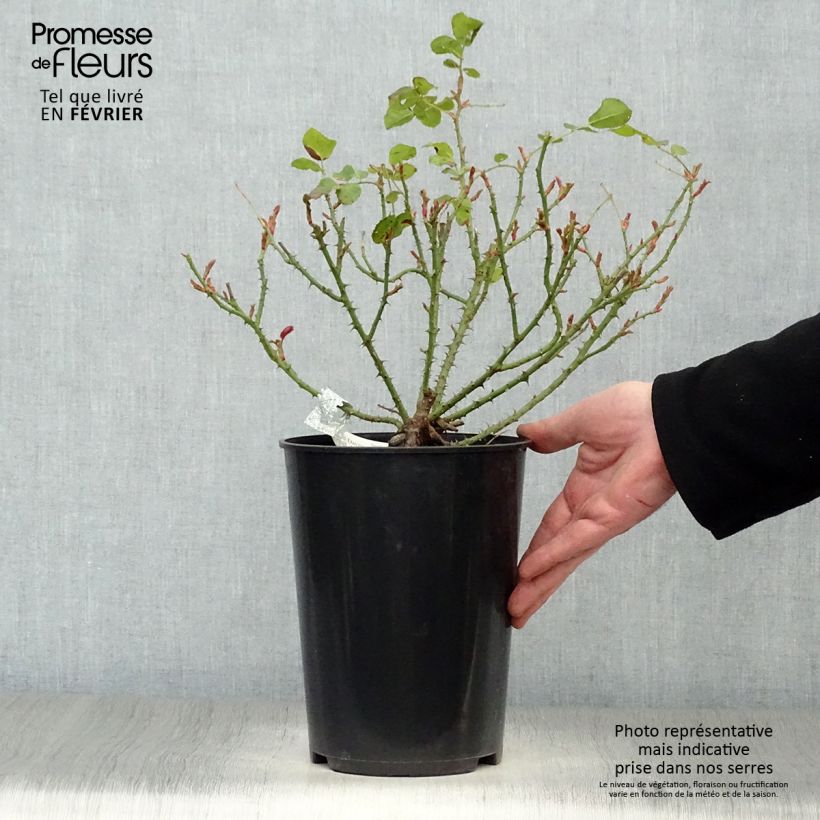 Spécimen de Rosier David Austin Princess Anne Pot de 3L/4L tel que livré en hiver