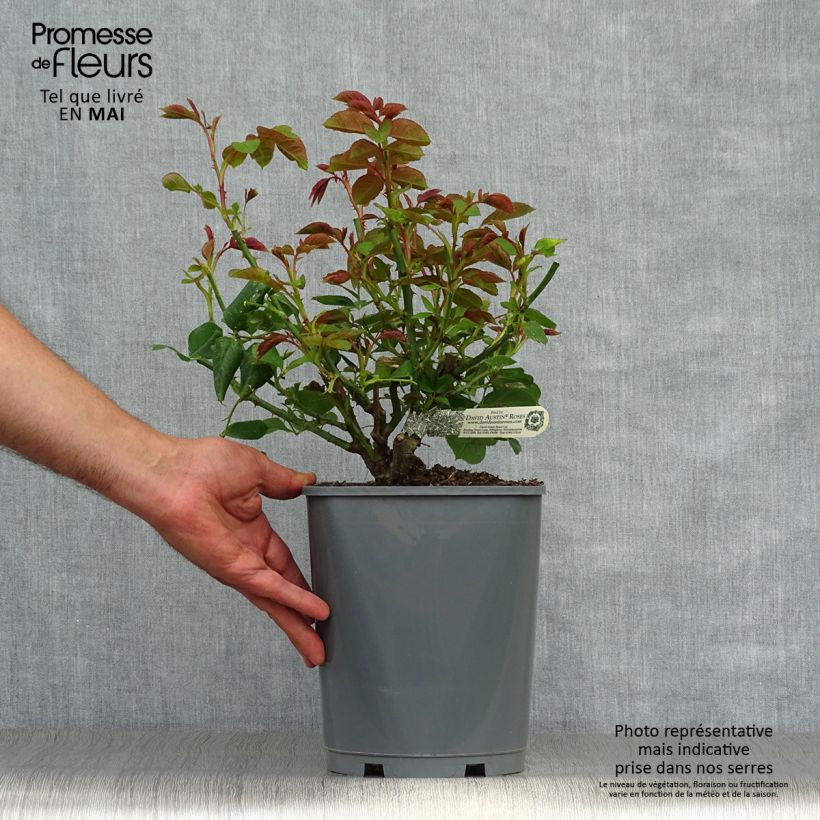 Spécimen de Rosier David Austin Roald Dahl Pot de 4L/5L tel que livré au printemps