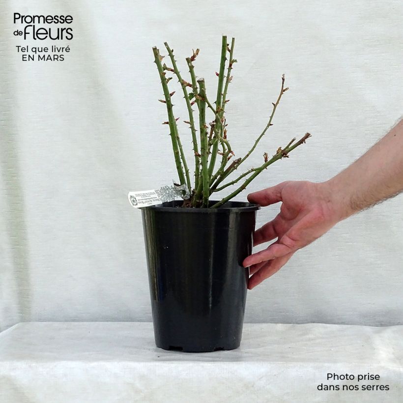 Spécimen de Rosier David Austin Royal Jubilee Pot de 4L/5L tel que livré en hiver