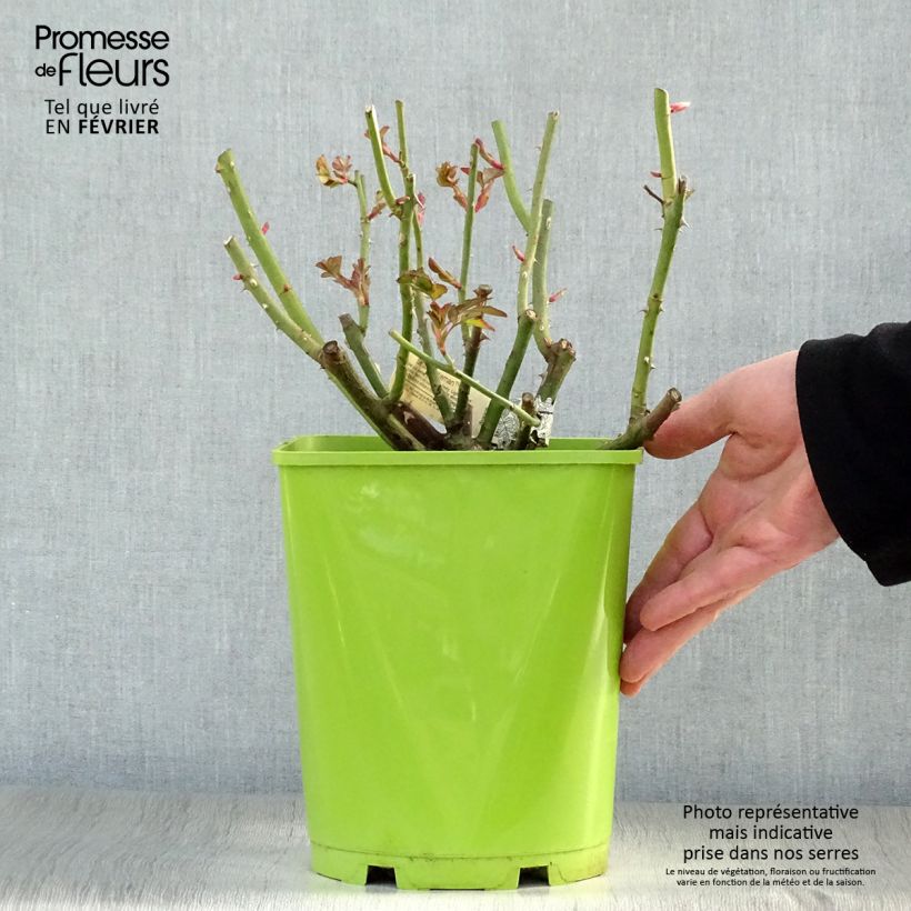 Spécimen de Rosier David Austin Sir John Betjeman  Pot de 4L/5L tel que livré en hiver