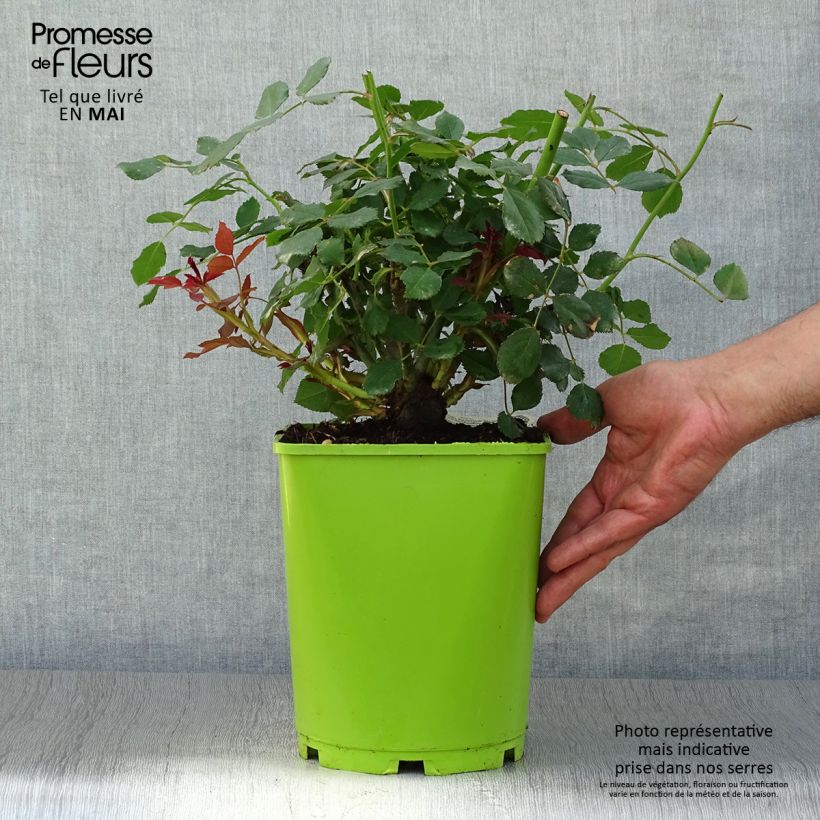 Spécimen de Rosier David Austin Sir John Betjeman  Pot de 4L/5L tel que livré au printemps