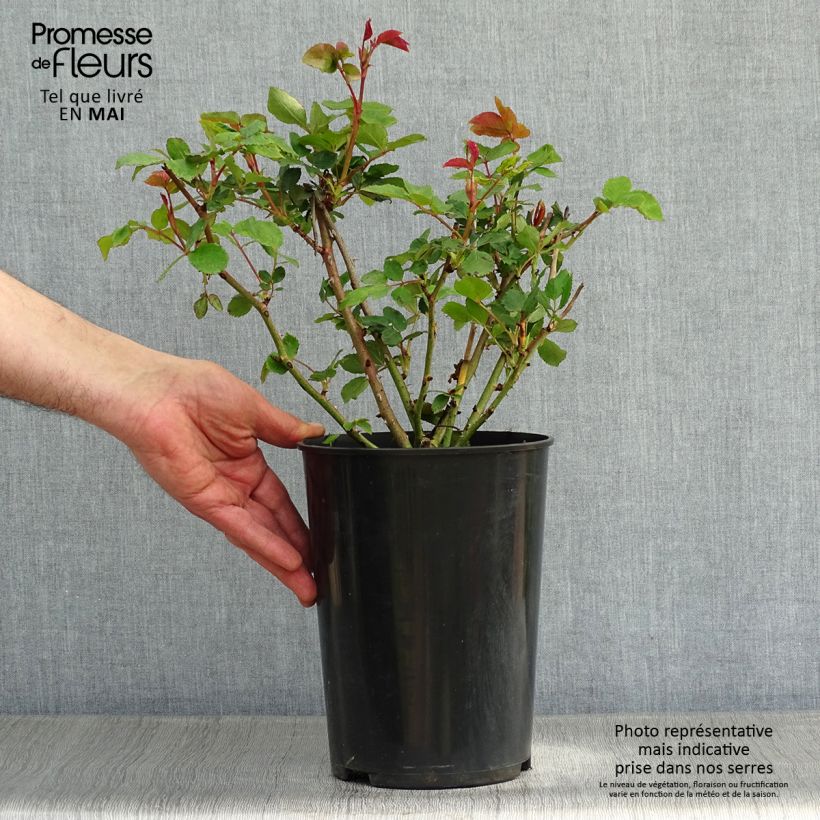 Spécimen de Rosier David Austin The Ancient Mariner  Pot de 4L/5L tel que livré au printemps
