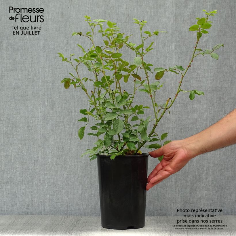 Spécimen de Rosier David Austin The Mill on the Floss Pot de 4L/5L tel que livré en été