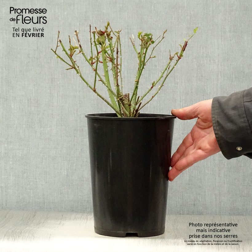 Spécimen de Rosier David Austin Thomas à Becket  Pot de 4L/5L tel que livré en hiver
