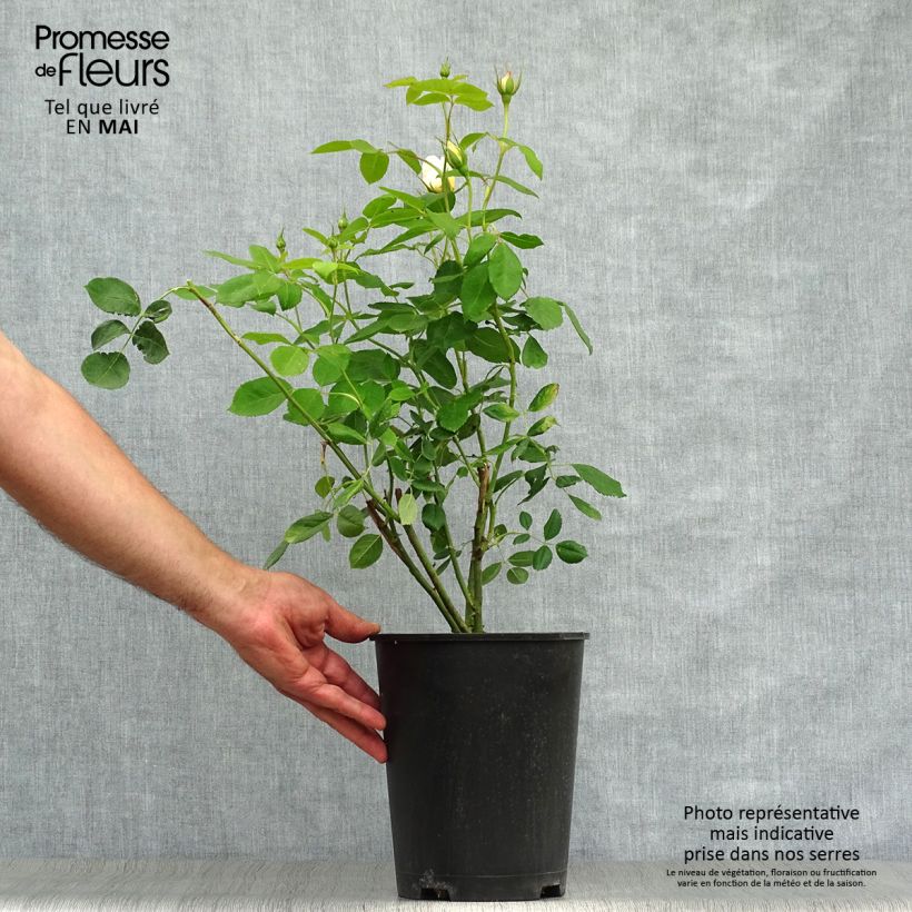 Spécimen de Rosier David Austin Vanessa Bell Pot de 4L/5L tel que livré au printemps