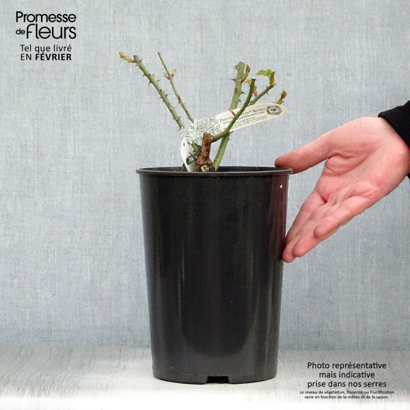 Spécimen de Rosier David Austin William and Catherine Pot de 4L/5L tel que livré en hiver