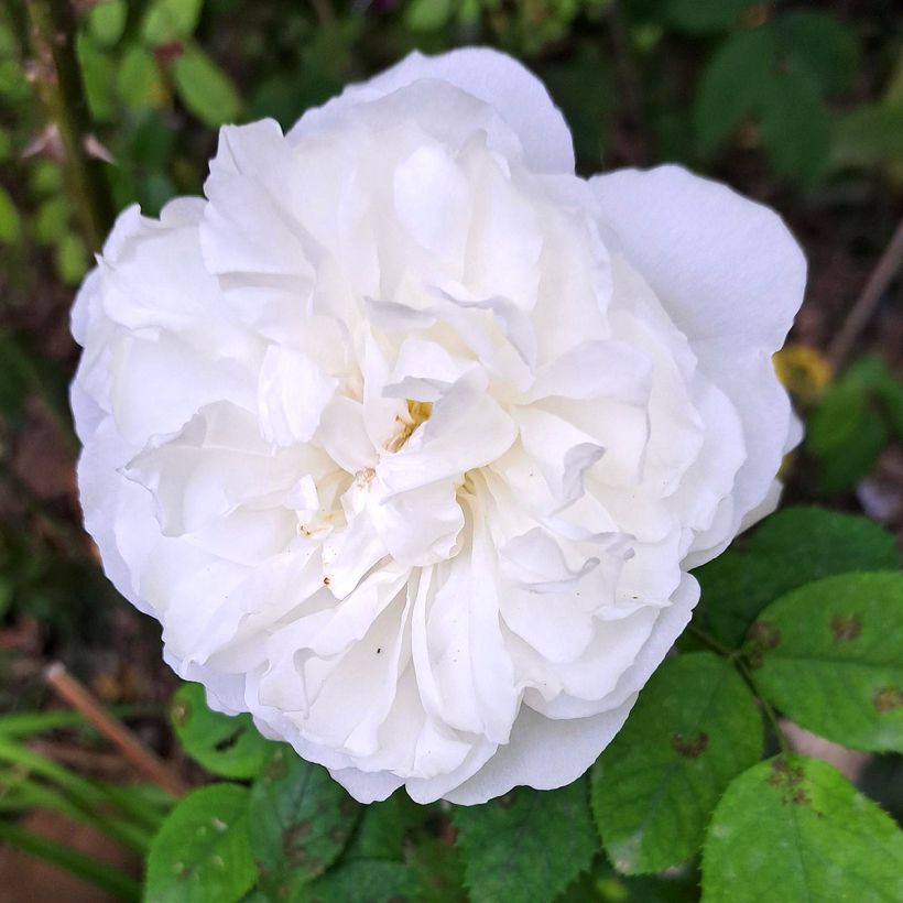 Rosier David Austin Winchester Cathedral (Floraison)
