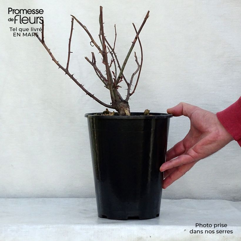 Spécimen de Rosier David Austin Young Lycidas Pot de 4L/5L tel que livré au printemps