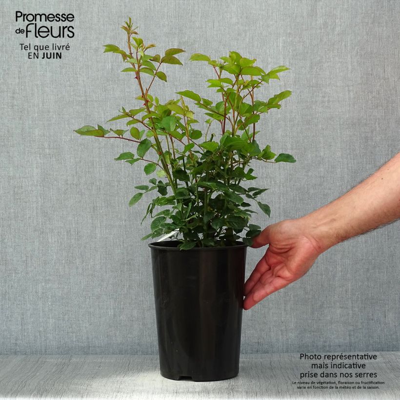 Spécimen de Rosier David Austin Carolyn Knight  Pot de 4L/5L tel que livré au printemps