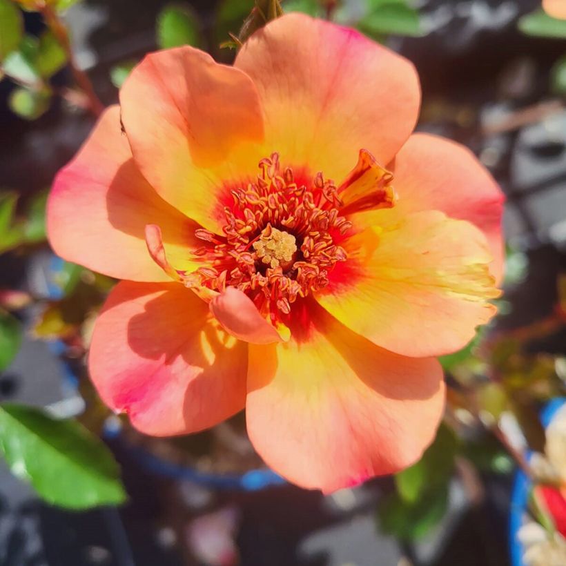 Rosier Decorosier Baia (Floraison)