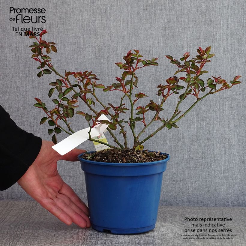 Spécimen de Rosier Decorosier Soleya Pot de 2L/3L tel que livré en hiver