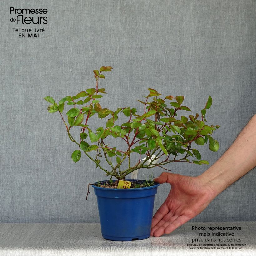 Spécimen de Rosier Decorosier Soleya Pot de 2L/3L tel que livré au printemps