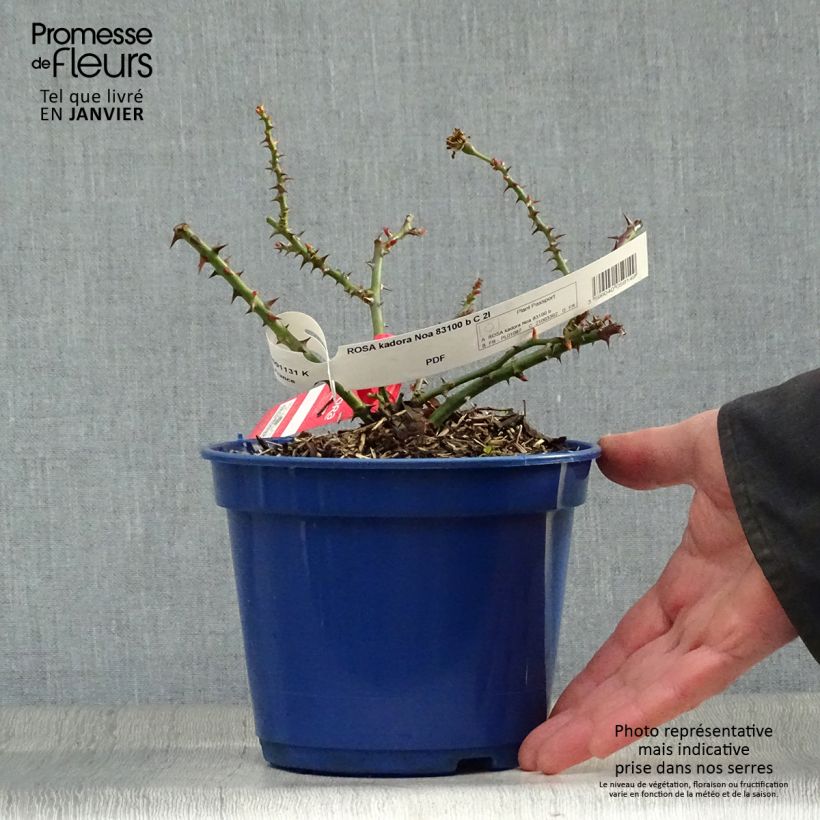 Spécimen de Rosier Décorosiers Kadora Pot de 2L/3L tel que livré en hiver