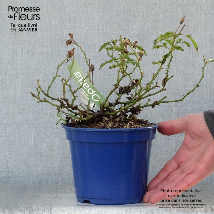 Spécimen de Rosier Décorosiers OPALIA Pot de 2L/3L tel que livré en hiver