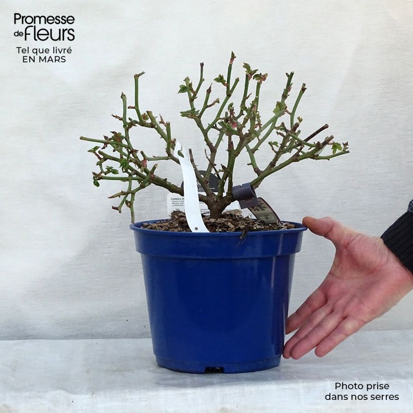 Spécimen de Rosier Décorosiers Pink Voluptia Pot de 2L/3L tel que livré au printemps