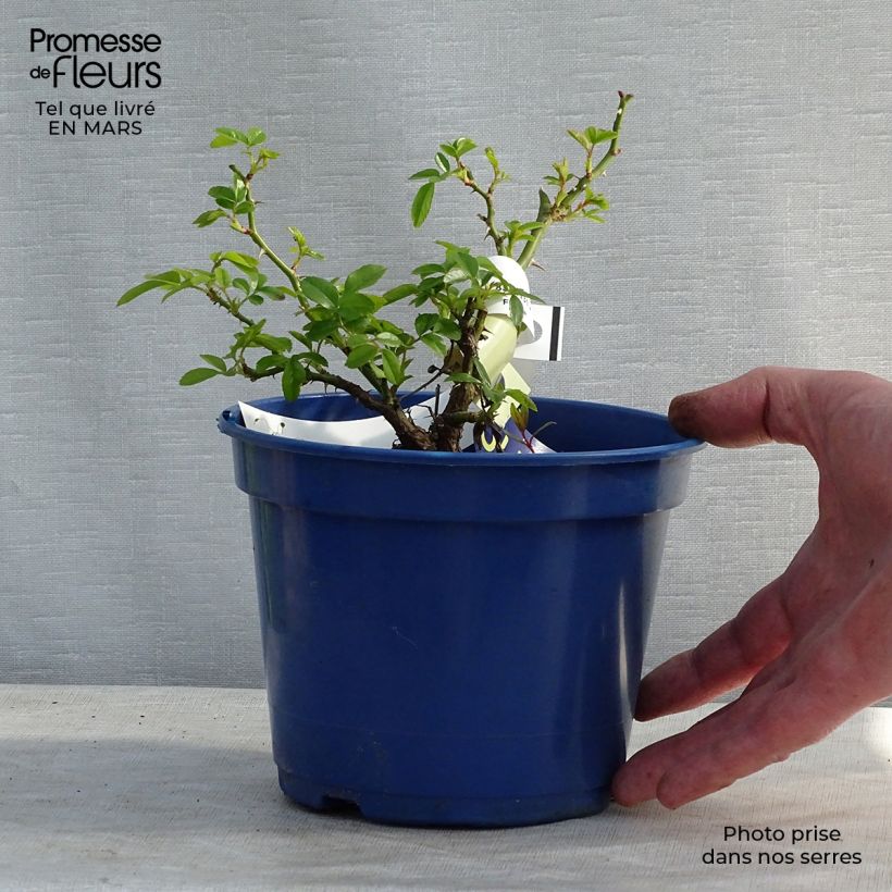Spécimen de Rosier Décorosiers Suneva  Pot de 2L/3L tel que livré en hiver