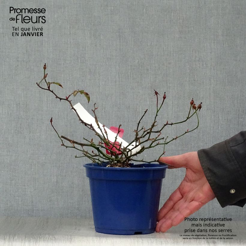 Spécimen de Rosier Décorosiers Vesuvia Pot de 2L/3L tel que livré en hiver