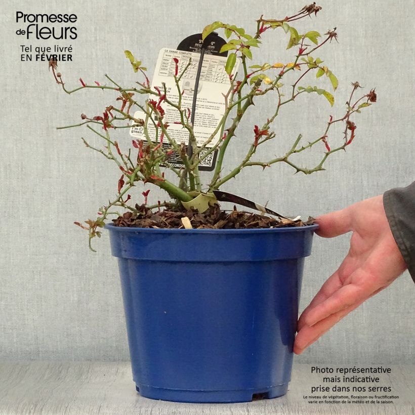 Spécimen de Rosier Décorosiers Vesuvia Pot de 4L/5L tel que livré en hiver