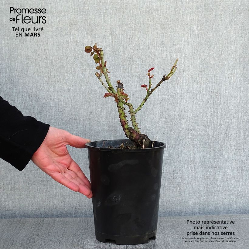 Spécimen de Rosier Dominica Intercomdoor - Buisson à grande fleurs Pot de 4L/5L tel que livré en hiver