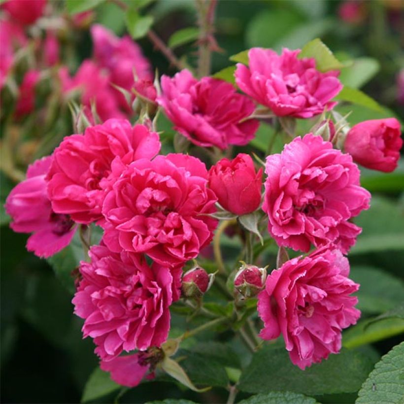 Rosier ancien F.J Grootendorst (Floraison)