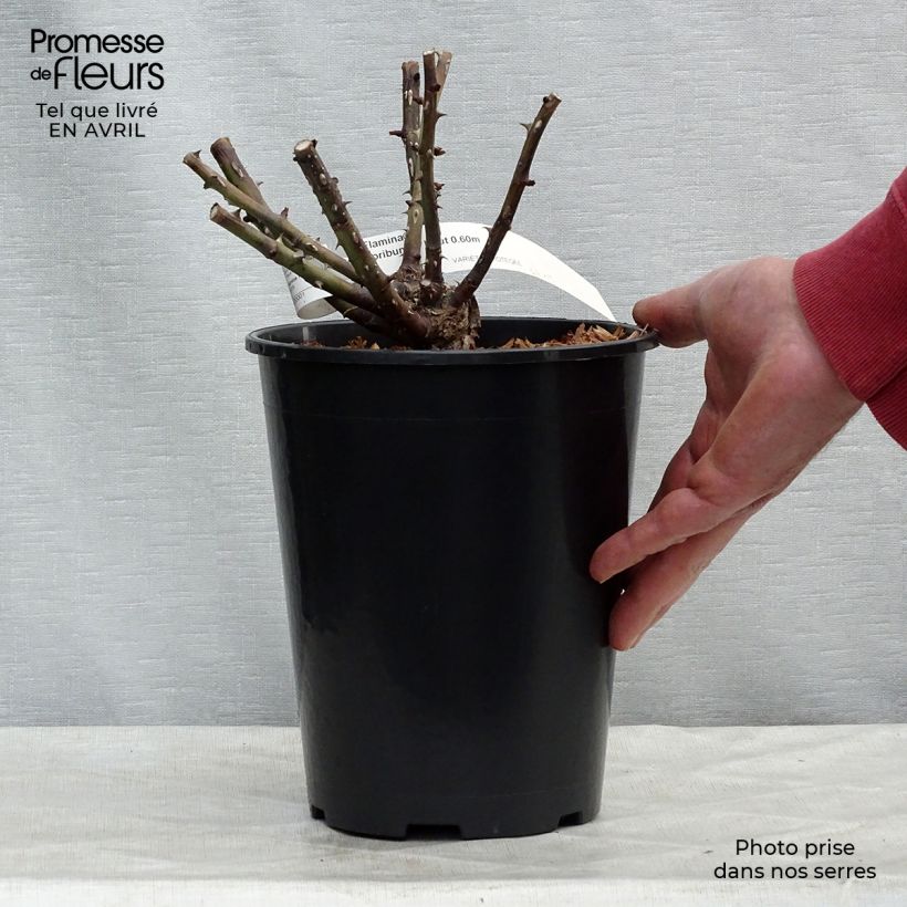 Spécimen de Rosier Flamina - Rosier buisson à fleurs groupées Pot de 4L/5L tel que livré au printemps