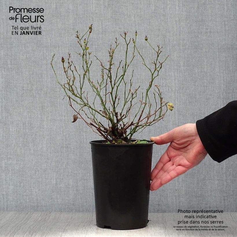 Spécimen de Rosier Fortuna Pot de 2L/3L tel que livré en hiver