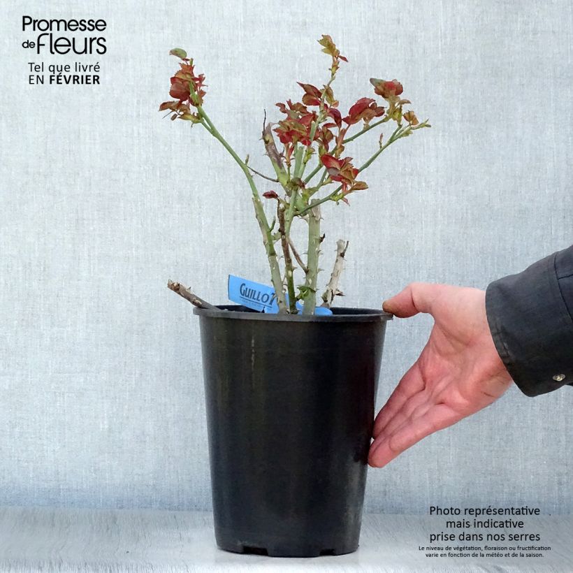 Spécimen de Rosier Générosa Bicentenaire de Guillot Pot de 4L/5L tel que livré en hiver