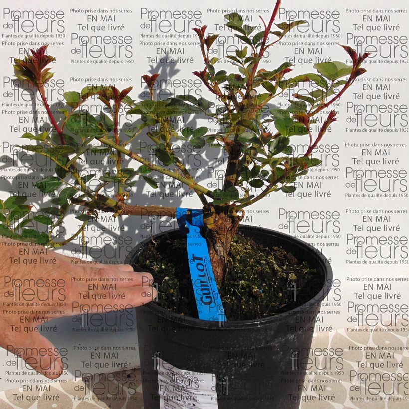 Exemple de spécimen de Rosier Generosa Chantal Thomass Pot de 4L/5L tel que livré