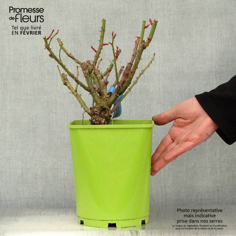 Spécimen de Rosier Generosa Institut Lumière Pot de 4L/5L tel que livré en hiver