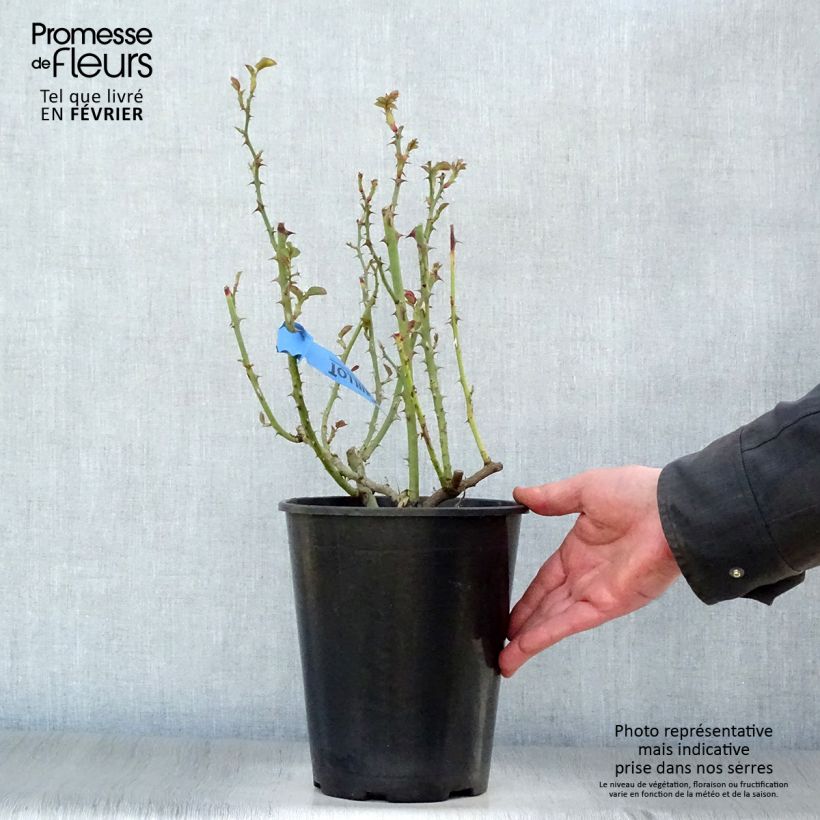 Spécimen de Rosier Generosa Nelson Monfort Pot de 4L/5L tel que livré en hiver