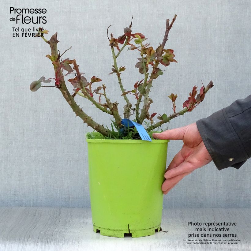 Spécimen de Rosier Generosa Paul Bocuse Pot de 4L/5L tel que livré en hiver