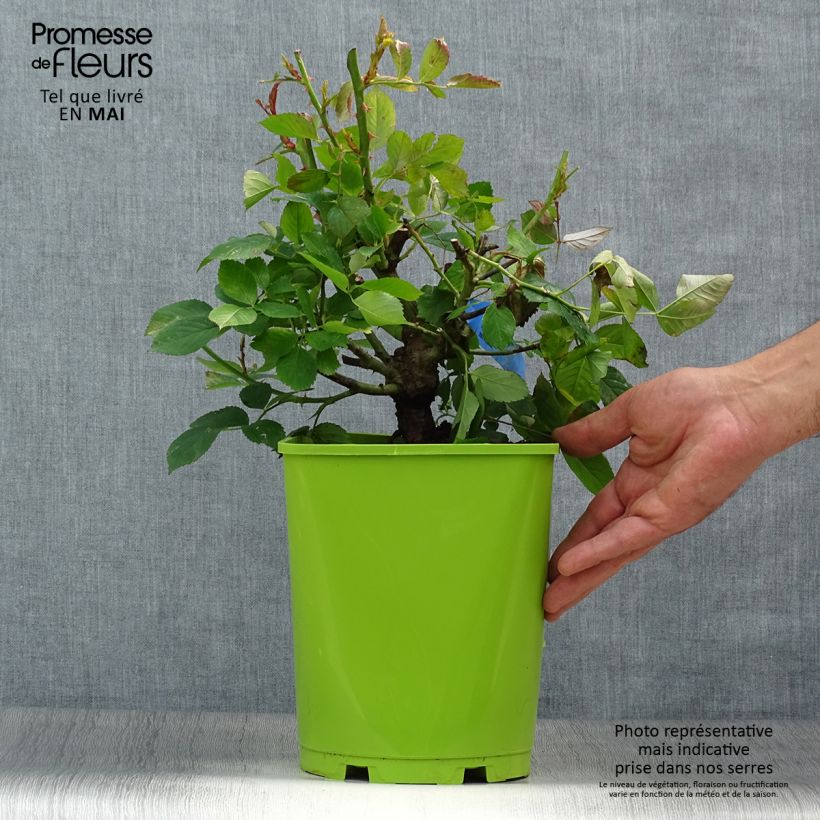 Spécimen de Rosier Generosa William Christie Pot de 4L/5L tel que livré au printemps