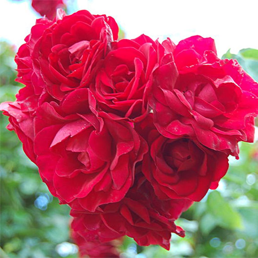 Rosier grimpant Amadeus (Floraison)