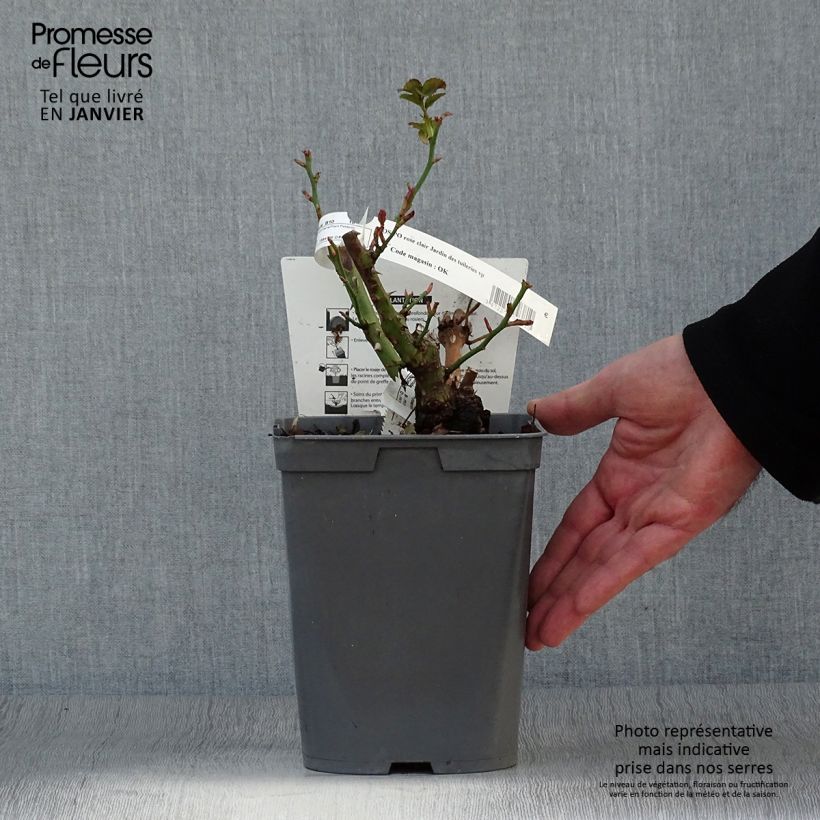 Spécimen de Rosier Jardin des Tuileries - Rosier buisson à fleurs groupées Pot de 3L/4L tel que livré en hiver