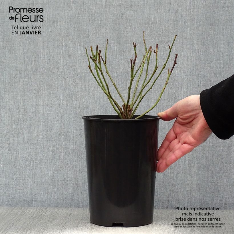 Spécimen de Rosier ancien Mme Boll Pot de 4L/5L tel que livré en hiver