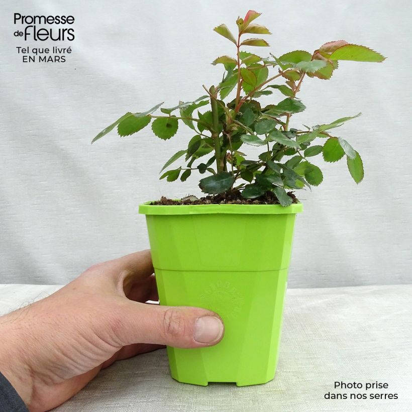 Spécimen de Rosier Nectar Garden Chabadabada Pot de 3L/4L tel que livré au printemps
