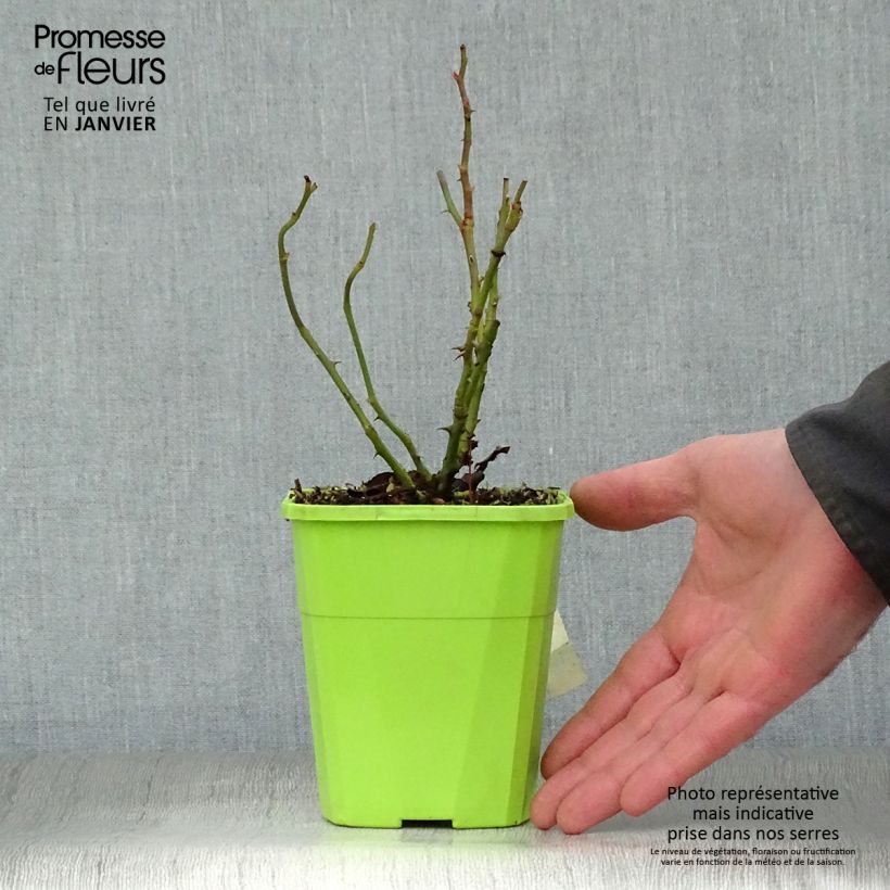 Spécimen de Rosier Nectar Garden Escimo Pot de 4L/5L tel que livré en hiver