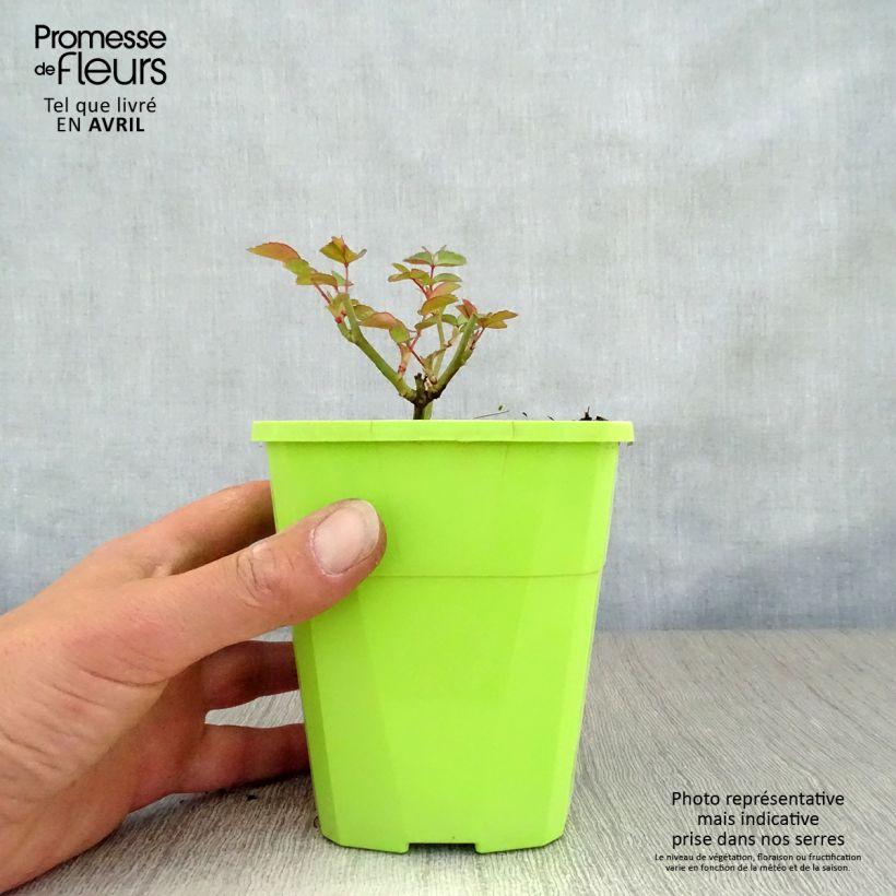 Spécimen de Rosier Nectar Garden Escimo Pot de 4L/5L tel que livré au printemps