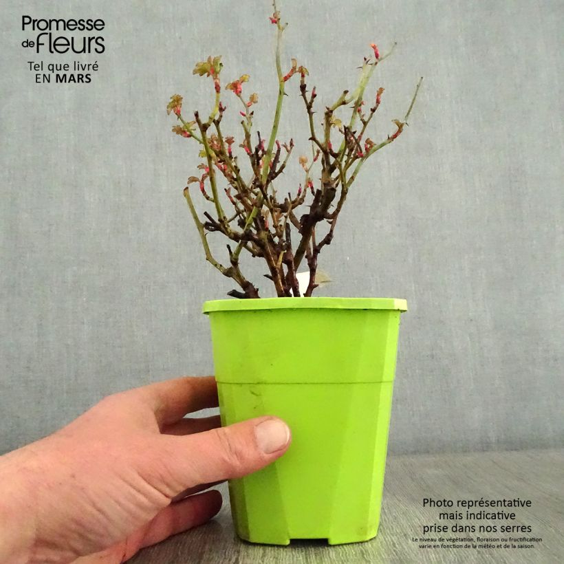 Spécimen de Rosier Nectar Garden Lilliput Lupo Pot de 3L/4L tel que livré en hiver