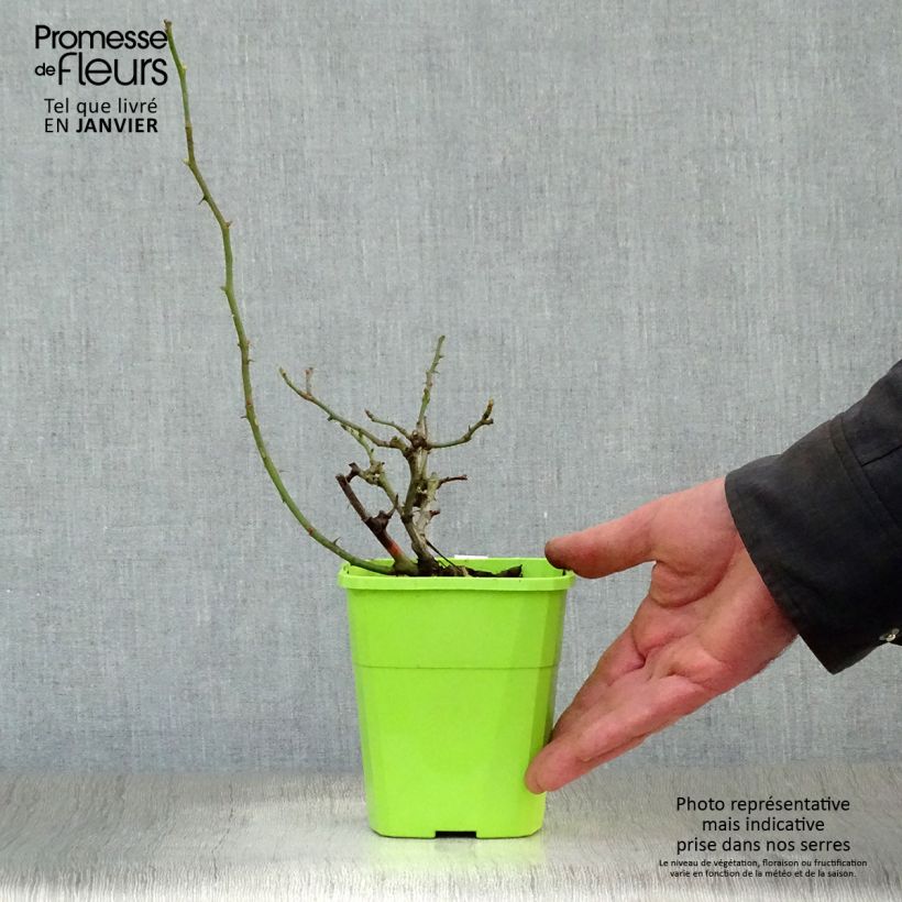 Spécimen de Rosier Nectar Garden Rekord Naturen Pot de 1,5L/2L tel que livré en hiver