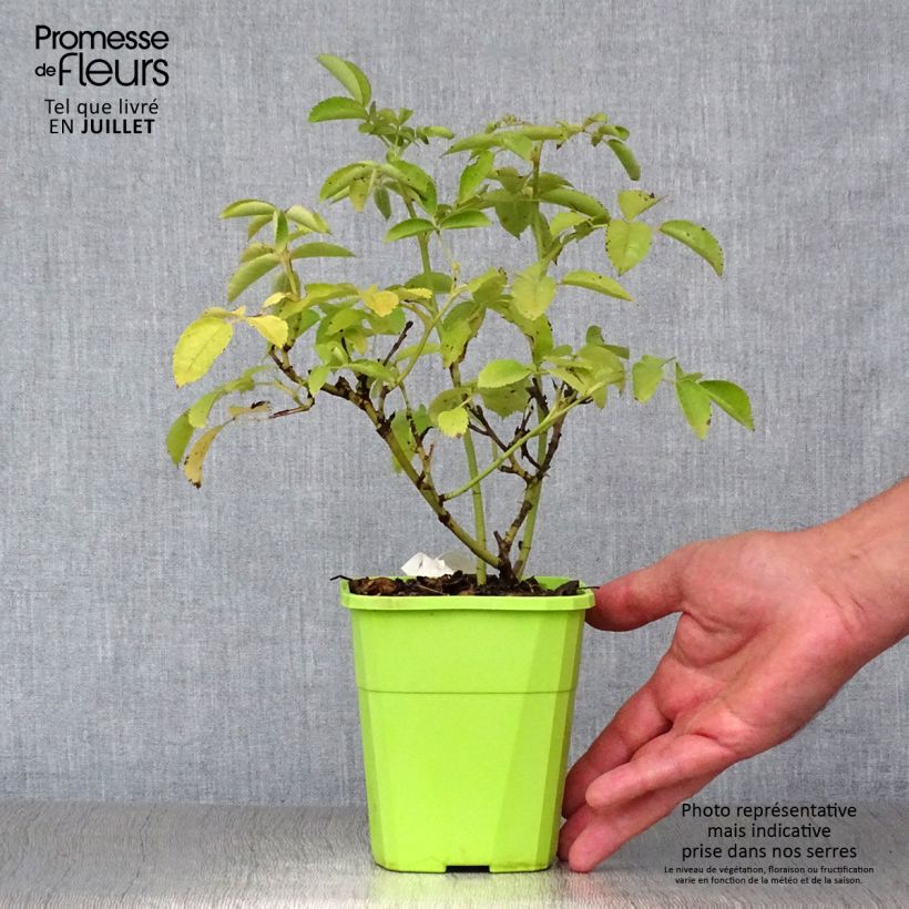 Spécimen de Rosier Nectar Garden Rekord Naturen Pot de 1,5L/2L tel que livré en été